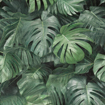 Sophisticated Tecnografica wallcovering with botanical Monstera leaves in deep forest sage, textured matte weathered finish